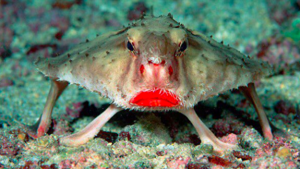 1. Pesce pipistrello a pois