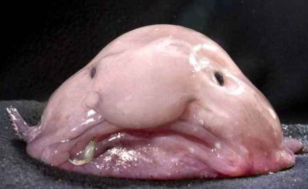 4. Il “pesce Blob”