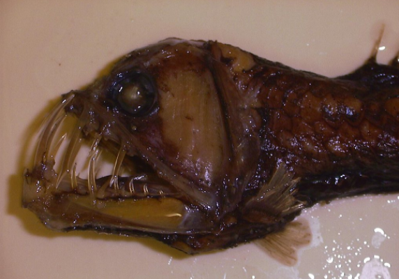 5. Pesce vipera