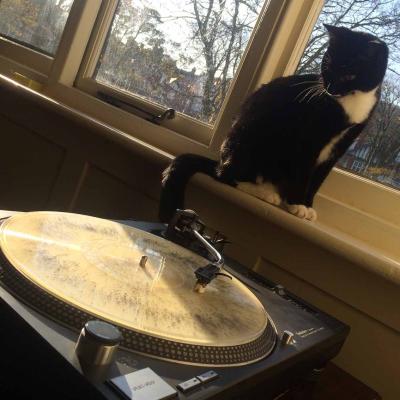 7. Anche il gatto osserva perplesso il disco "trasparente"