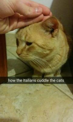 2. Ecco come gli italiani coccolano il gatto