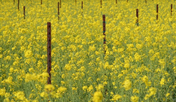 6) Il fiore di senape