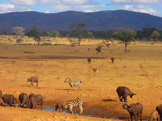 Gli ampi spazi della savana, ricchi di fauna locale
