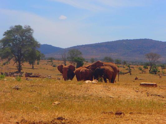 Una famiglia di elefenti nella savana