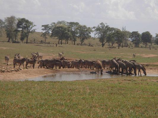 Una fonte di sostentamento per la fauna