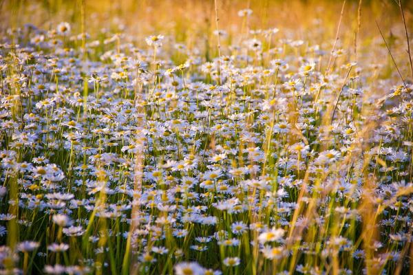 3. Le erbe aromatiche e le piante officinali
