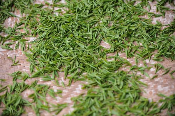 5. Il tè verde