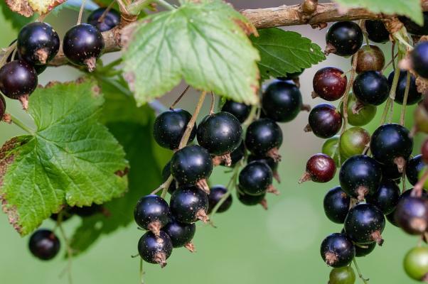  4. Il ribes nero.