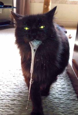 Forse questo gatto ha bevuto una pozione della malvagità.