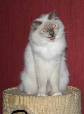 Gli occhi rossi indicano chiaramente che il demonio si è reincarnato in questo micio.