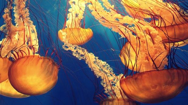 1. Ci sono animali che possono vivere in eterno 