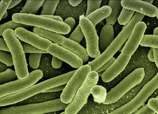4. Nel nostro organismo ci sono più batteri che cellule