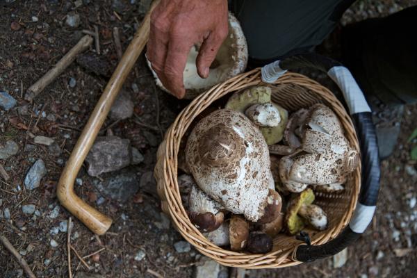 10. Pulire i funghi mantenendone intatto il sapore