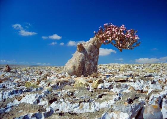 7. Arcipelago di Socotra, Yemen