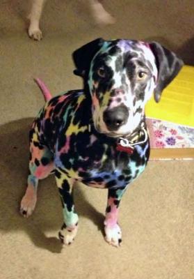 3. Dalmata arcobaleno