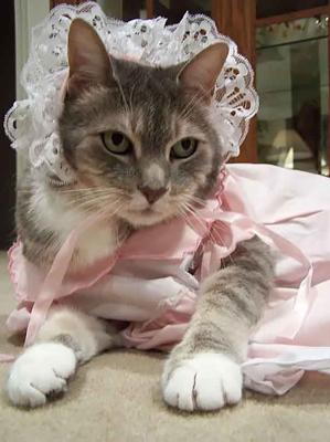8. Neo-gatto