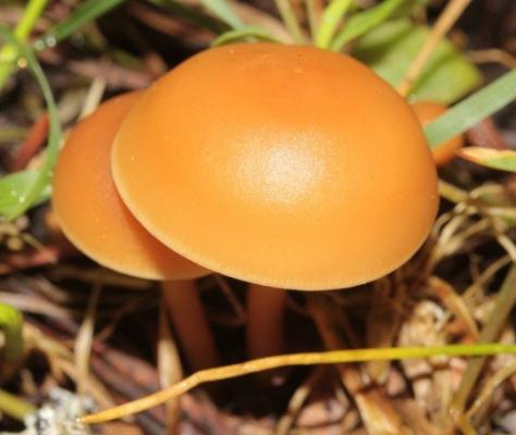 6. Funghi perfetti