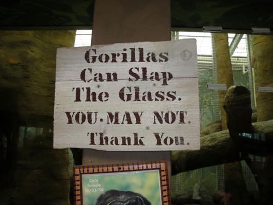 9. Il gorilla sì, tu no 