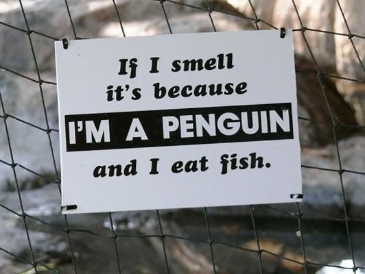 5. L'olezzo dei pinguini 