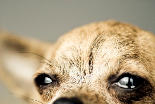 4. Il rock? È come un animale triste