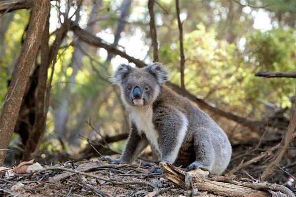 3. Ladri di koala 