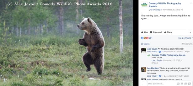8. Quest'orso sembra quasi muoversi a passo di danza