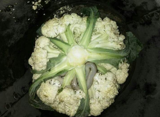 6. Serpenti nei cavolfiori...