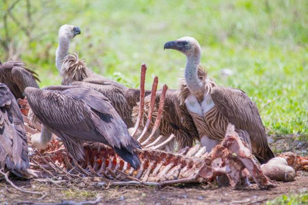 2. Gli zombie hanno "nemici naturali"