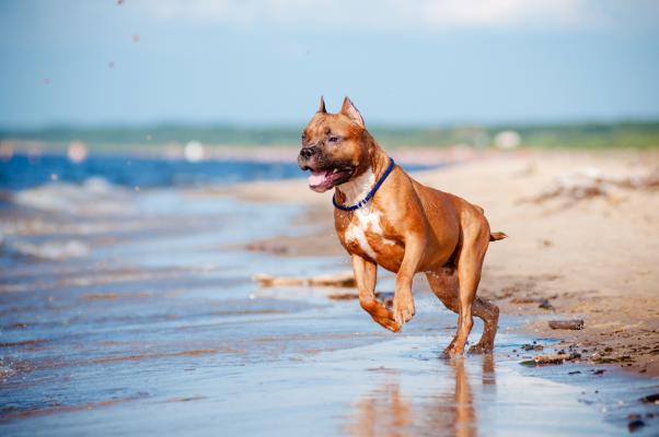 3. Lasciare liberi il cane