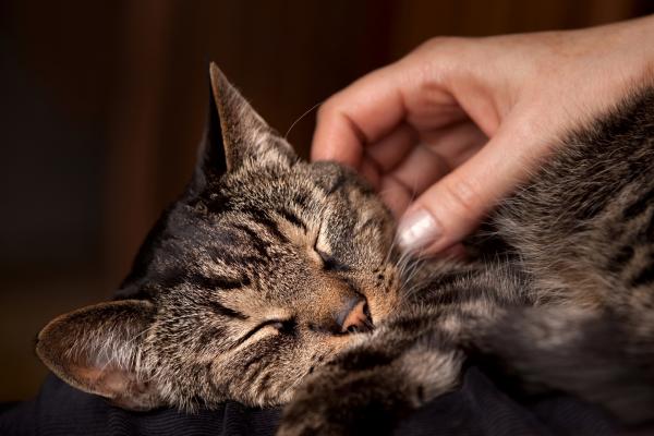 1. Perché i gatti fanno le fusa?