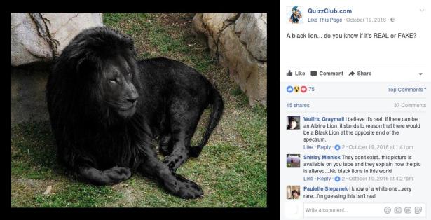 6. Leone nero