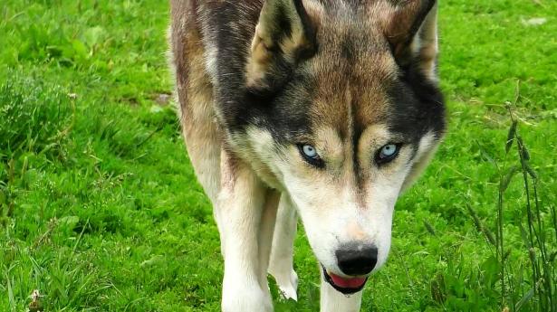 4. In 9 stati è permesso fare sesso con gli animali