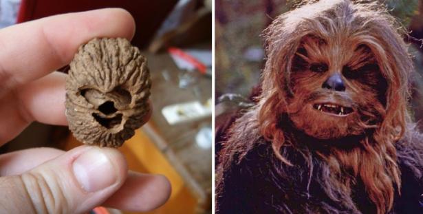 9. Una noce / Chewbecca