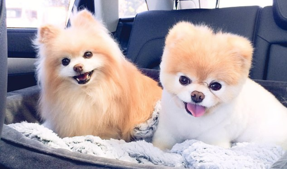 Boo, il cane più bello del mondo, è morto per un problema al cuore Foto 1 di 7 Radio 105