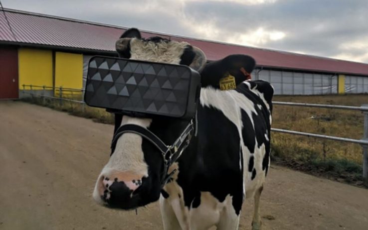 Credit: Ministry of Agriculture and Food of the Moscow Region via Storyful