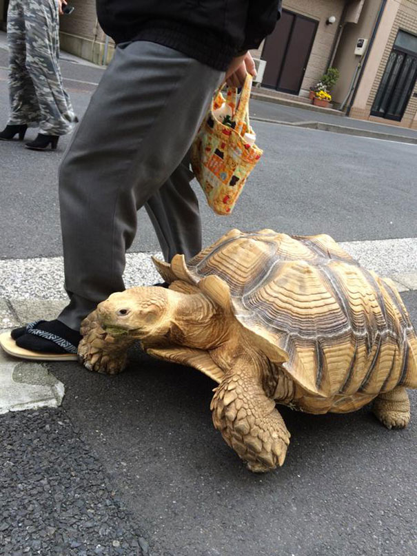 http://105.virtualcms.it/userUpload/elderlymanwalkingpetafricanspurredtortoisesulcatatokyojapan1.jpg
